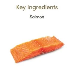 70g Applaws Mousse 19 70g Applaws Mousse -EUKANUBA Shop 106603 applaws cat wet lachs hs 02 9