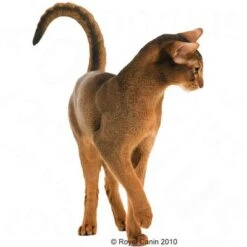 Royal Canin Savour Exigent -EUKANUBA Shop 10672 exigent katze1 1