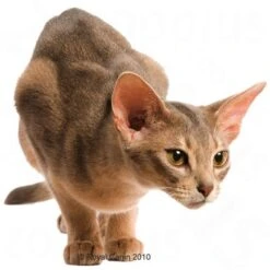 Royal Canin Protein Exigent 15 Royal Canin Protein Exigent -EUKANUBA Shop 10672 exigent katze2 1