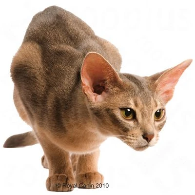 Royal Canin Protein Exigent 8 Royal Canin Protein Exigent - Image 6