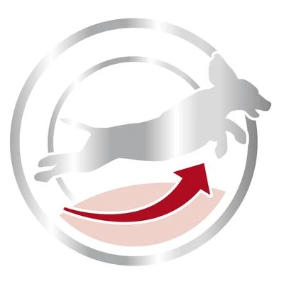 Royal Canin Medium Adult 7+ 6 Royal Canin Medium Adult 7+ - Image 4