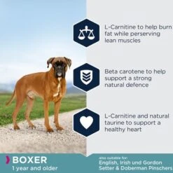 Eukanuba Boxer Adult -EUKANUBA Shop 8710255120232 5