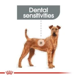 Royal Canin Care Nutrition Medium Dental Care -EUKANUBA Shop rc ccn dentalmedium cv eretailkit 1 ufeff 1 min 8