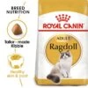 Royal Canin Ragdoll Adult -EUKANUBA Shop rc fbn ragdoll mv eretailkit 6