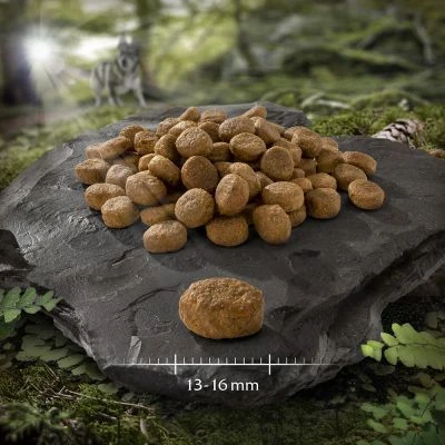 Wolf Of Wilderness "Explore The Mighty Summit" - Performance - Image 3